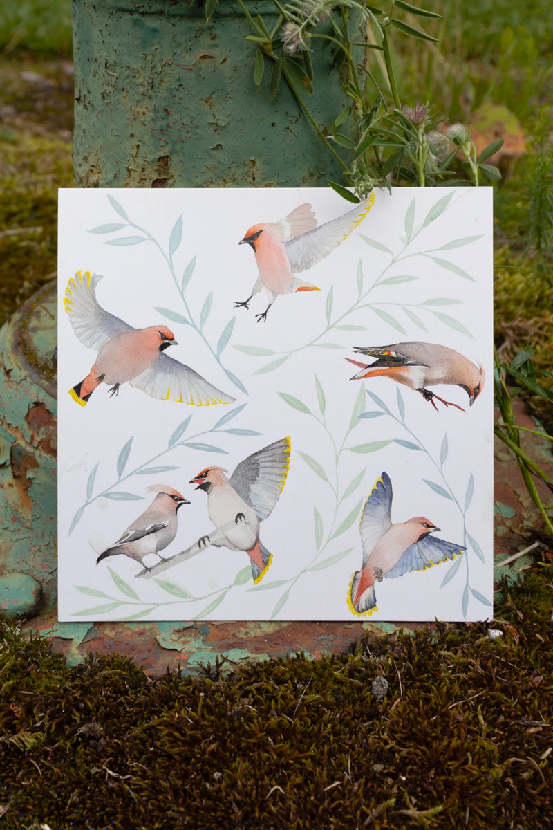 Vykort Sidensvans Vykort